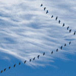 Feature Image New Logo 11 Greenfield, Brownfield, or Hybrid? Selecting the Right SAP S/4HANA Migration Approach 