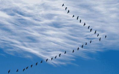 Feature Image New Logo 11 Greenfield, Brownfield, or Hybrid? Selecting the Right SAP S/4HANA Migration Approach 